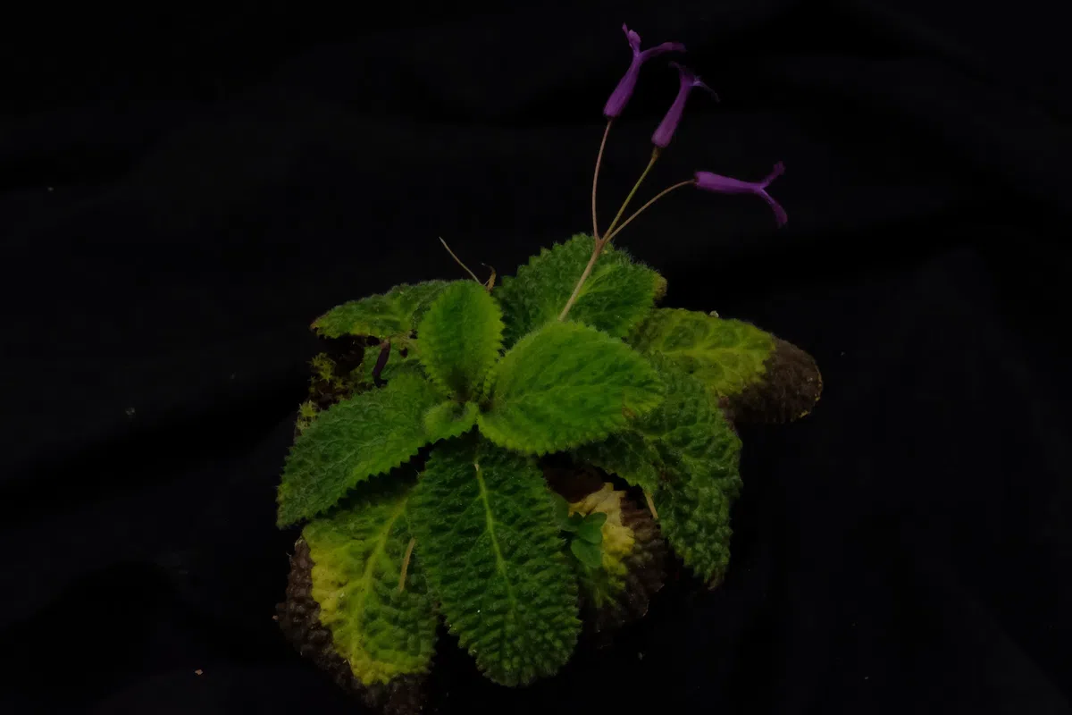 2020年度发表的苦苣苔科植物新种、新分类群和分布新记录（7）