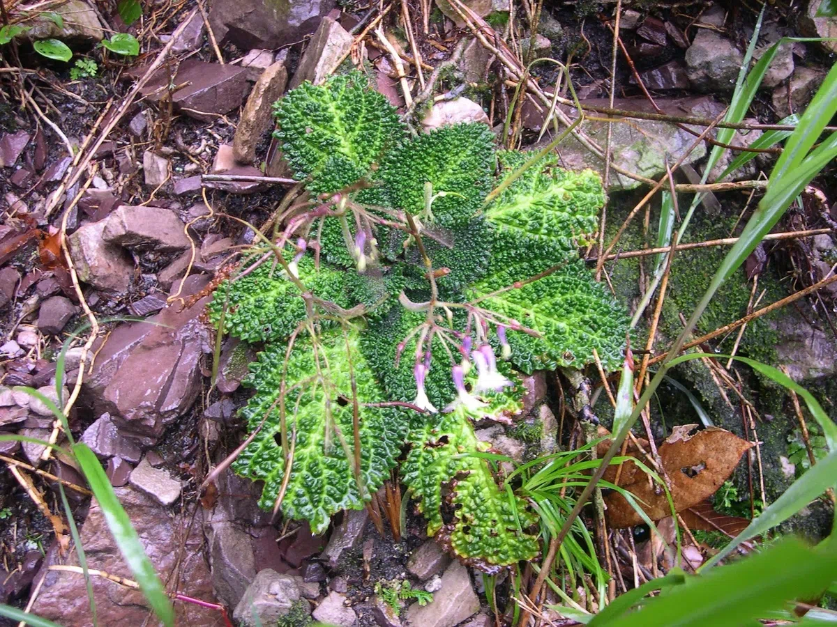 2020年度发表的苦苣苔科植物新种、新分类群和分布新记录（7）