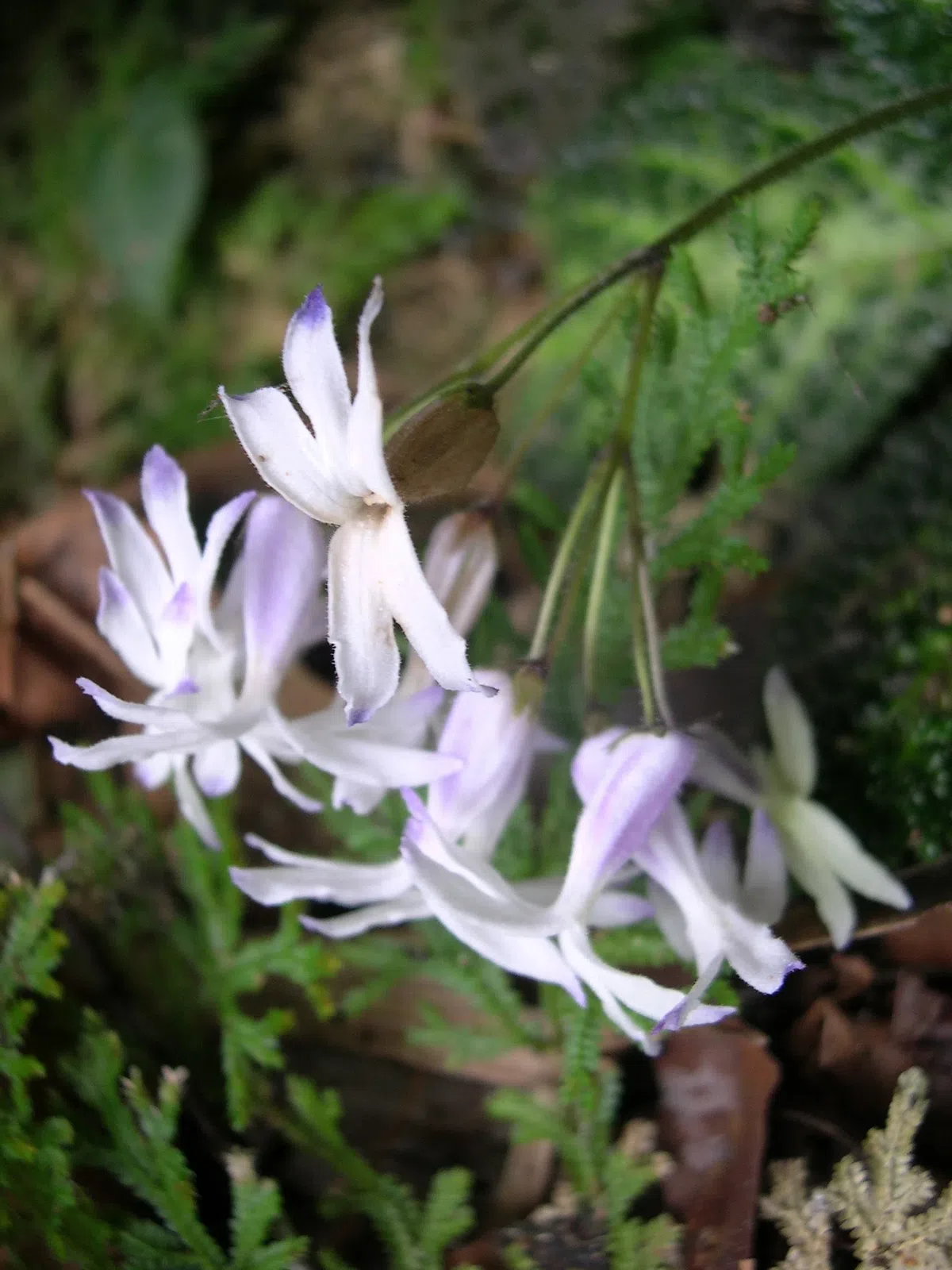 The newest published taxa and newest record of Gesneriaceae from China before 31 December 2020 (7)