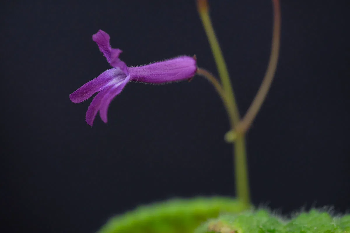 The newest published taxa and newest record of Gesneriaceae from China before 31 December 2020 (7)