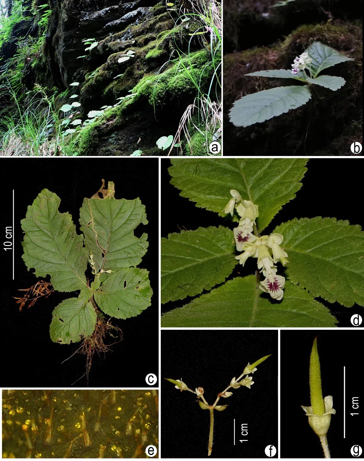2020年度发表的苦苣苔科植物新种、新分类群和分布新记录（10）