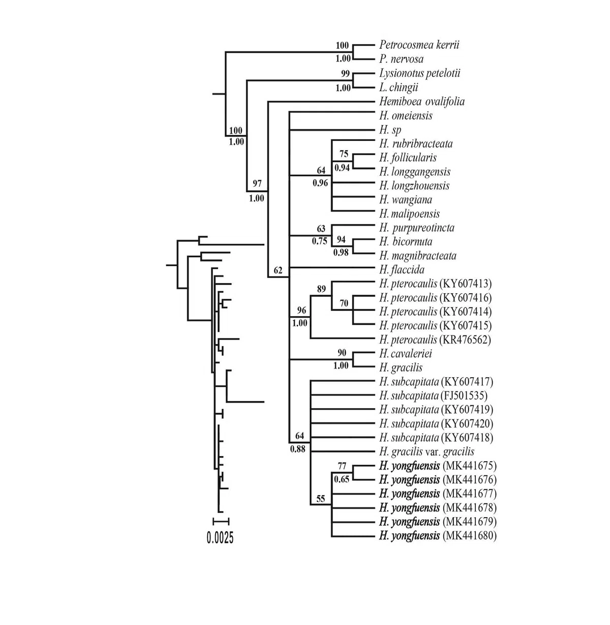 The newest published taxa and newest record of Gesneriaceae from China before 31 December 2020 (8)