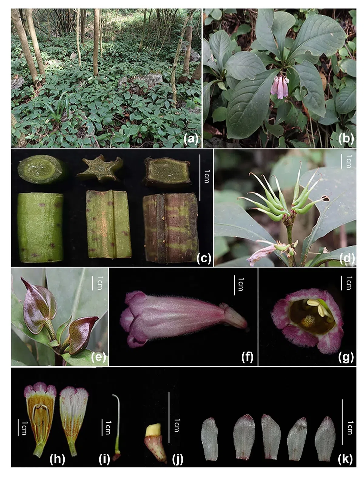 The newest published taxa and newest record of Gesneriaceae from China before 31 December 2020 (8)