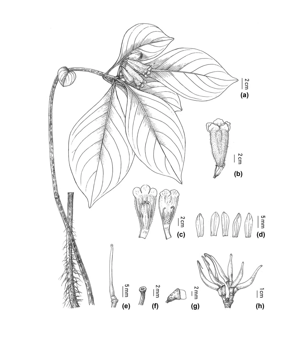 The newest published taxa and newest record of Gesneriaceae from China before 31 December 2020 (8)