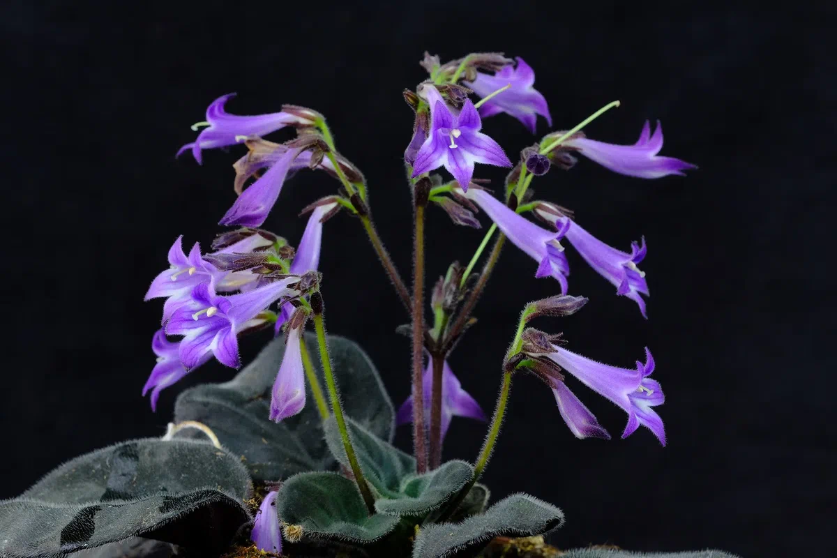 The newest published taxa and newest record of Gesneriaceae from China before 31 December 2020 (9)