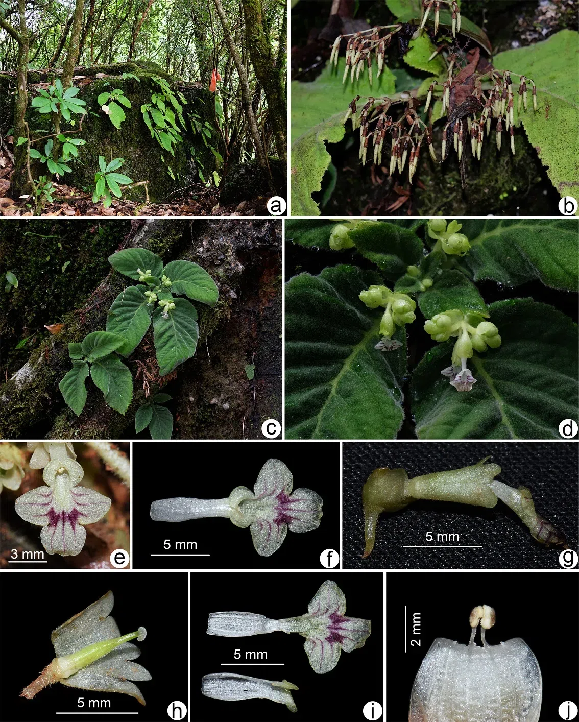 The newest published taxa and newest record of Gesneriaceae from China before 31 December 2020 (10)