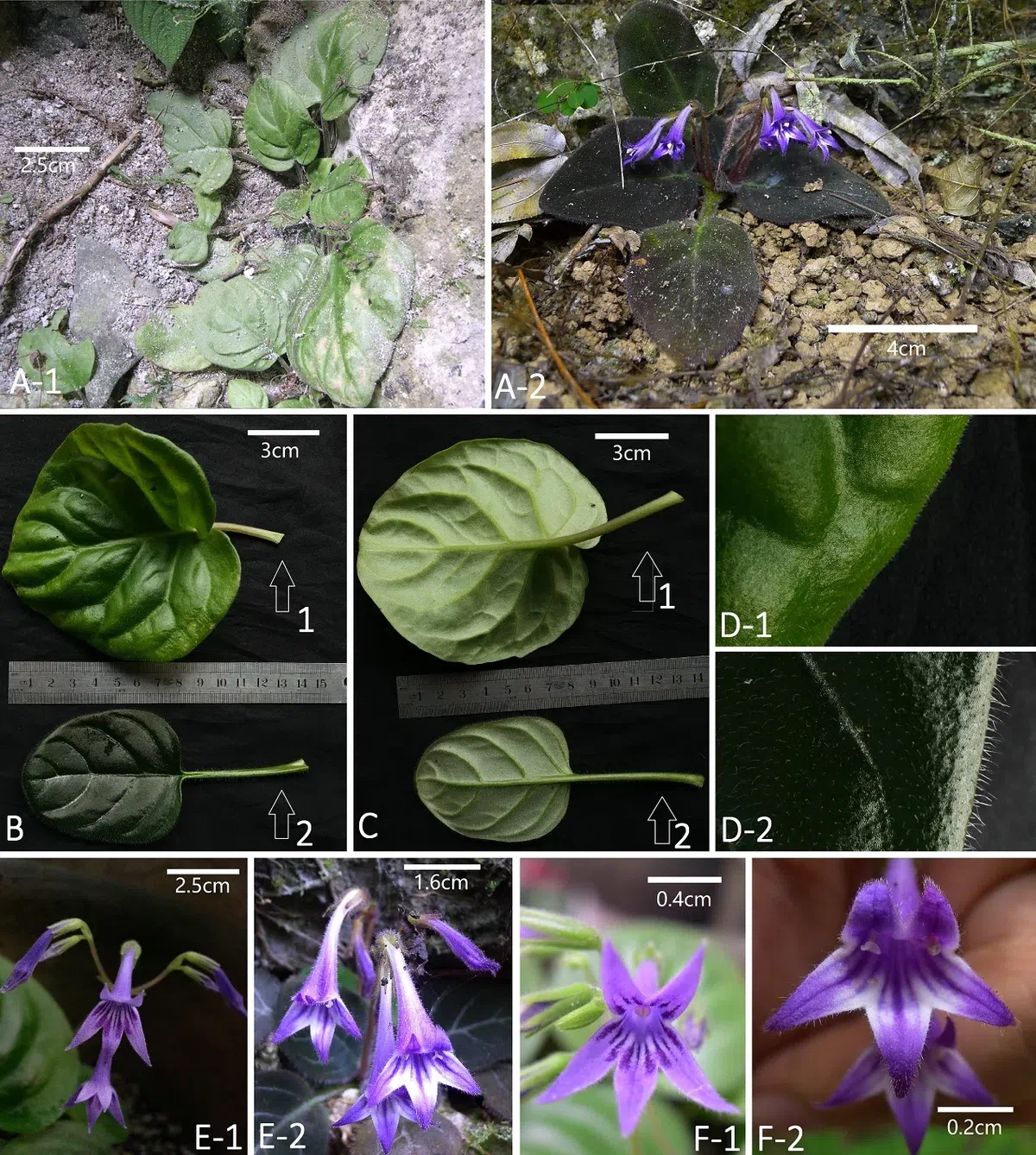 The newest published taxa and newest record of Gesneriaceae from China before 31 December 2020 (9)