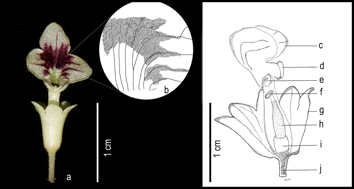 The newest published taxa and newest record of Gesneriaceae from China before 31 December 2020 (10)