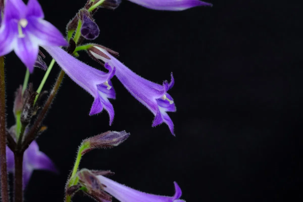 The newest published taxa and newest record of Gesneriaceae from China before 31 December 2020 (9)