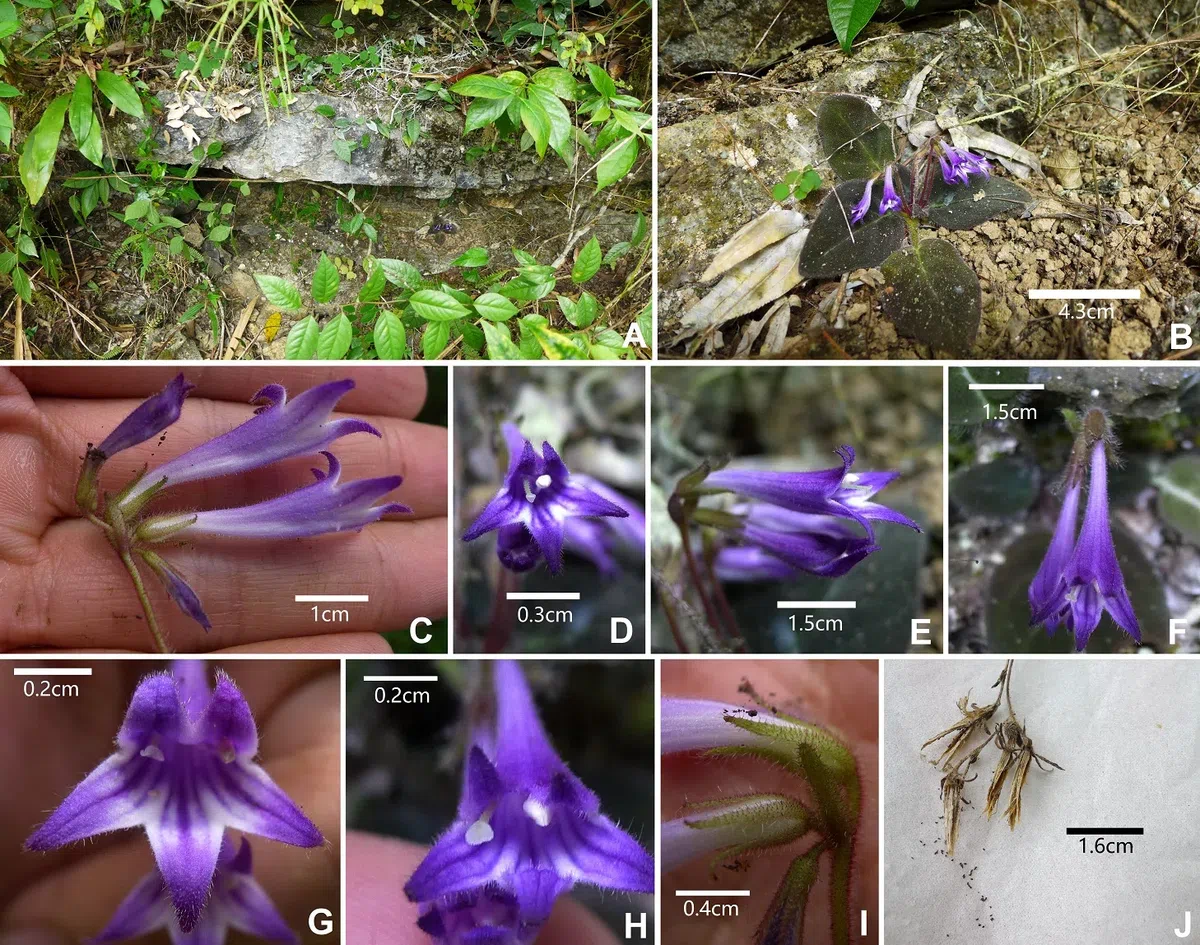 The newest published taxa and newest record of Gesneriaceae from China before 31 December 2020 (9)