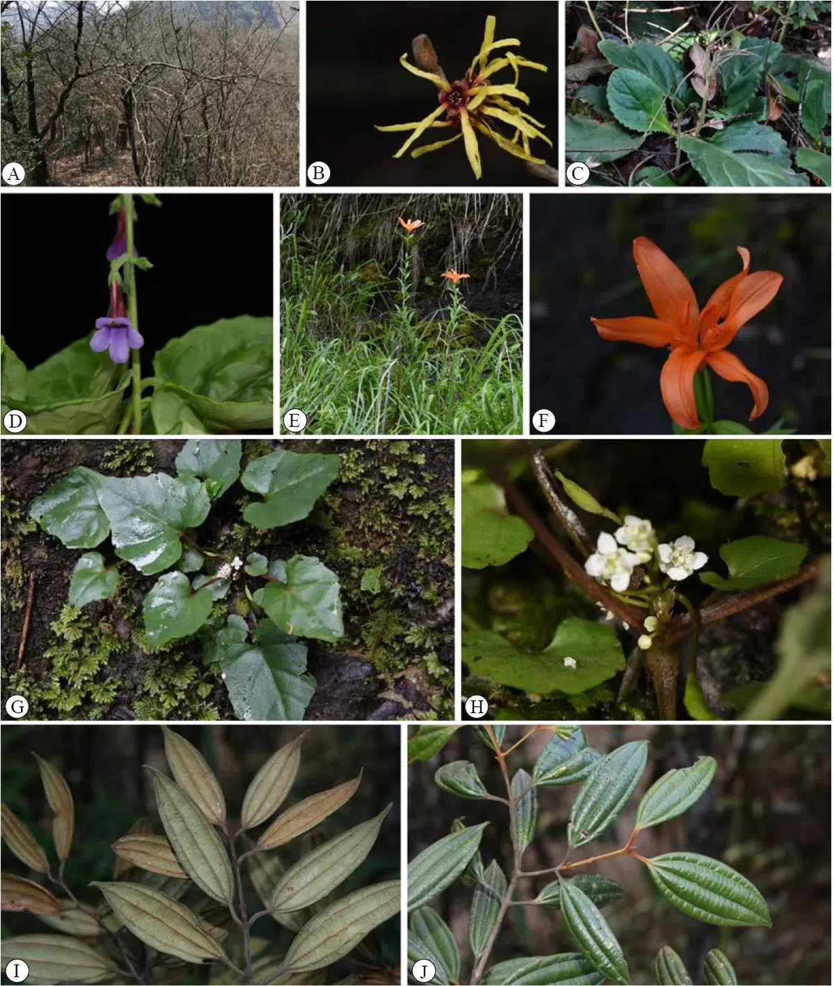 2020年度发表的苦苣苔科植物新种、新分类群和分布新记录（11）