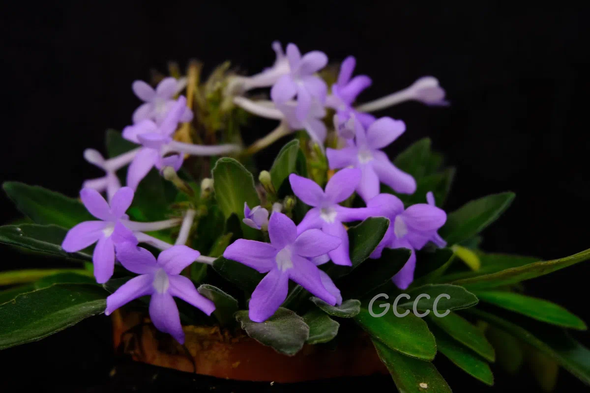 The newest published taxa and newest record of Gesneriaceae from China before 31 December 2020 (12)