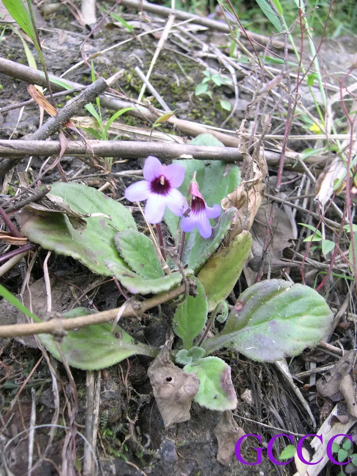 The newest published taxa and newest record of Gesneriaceae from China before 31 December 2020 (11)