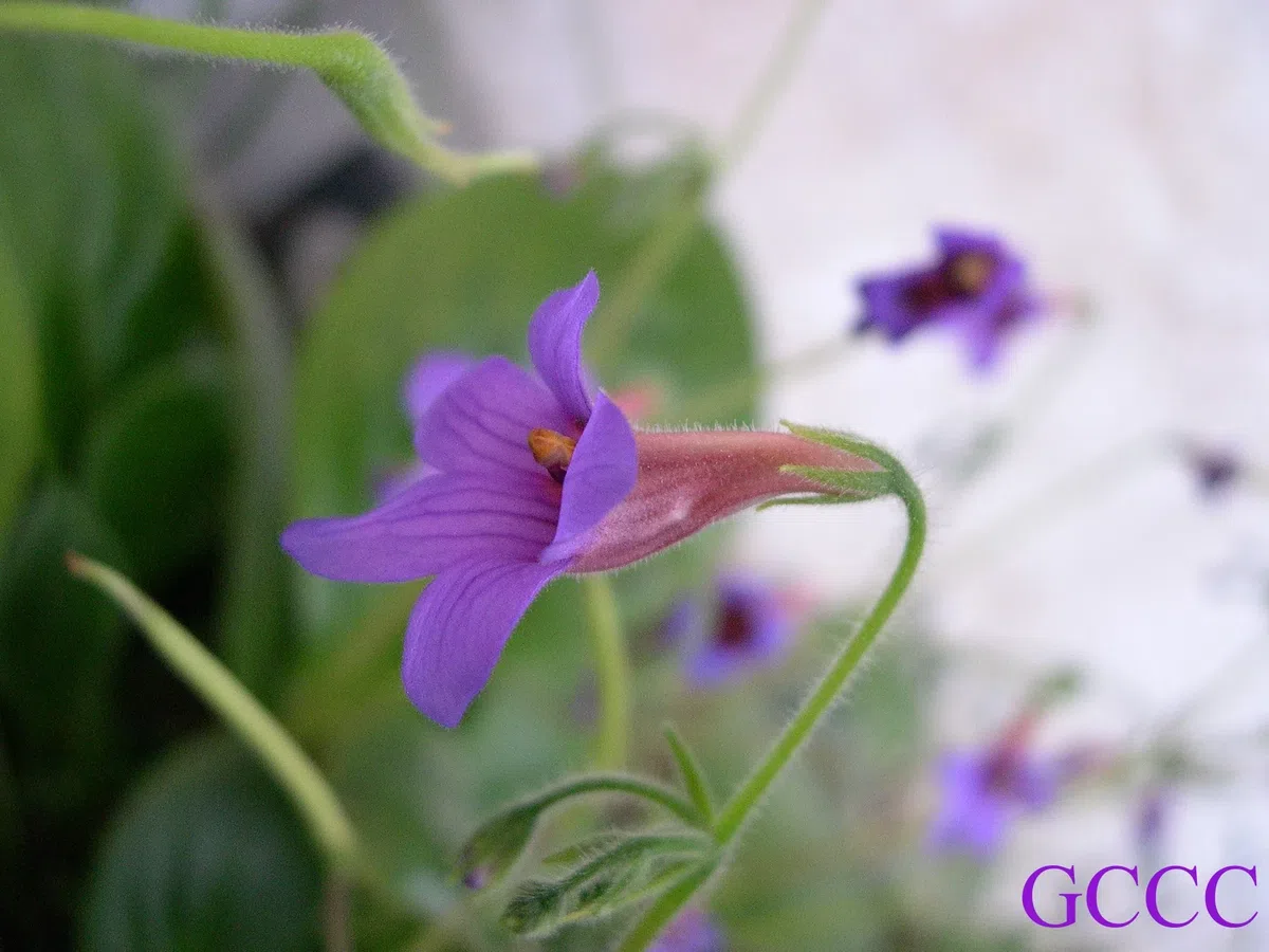 The newest published taxa and newest record of Gesneriaceae from China before 31 December 2020 (11)