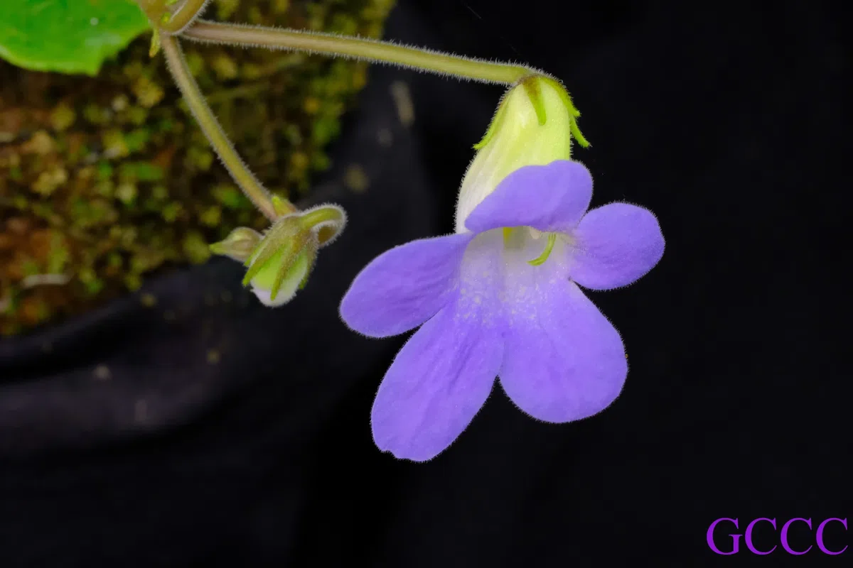 The newest published taxa and newest record of Gesneriaceae from China before 31 December 2020 (11)