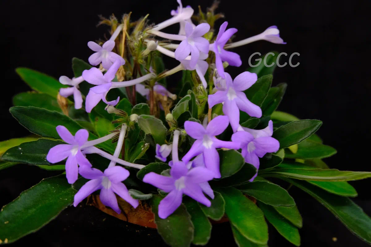 The newest published taxa and newest record of Gesneriaceae from China before 31 December 2020 (12)