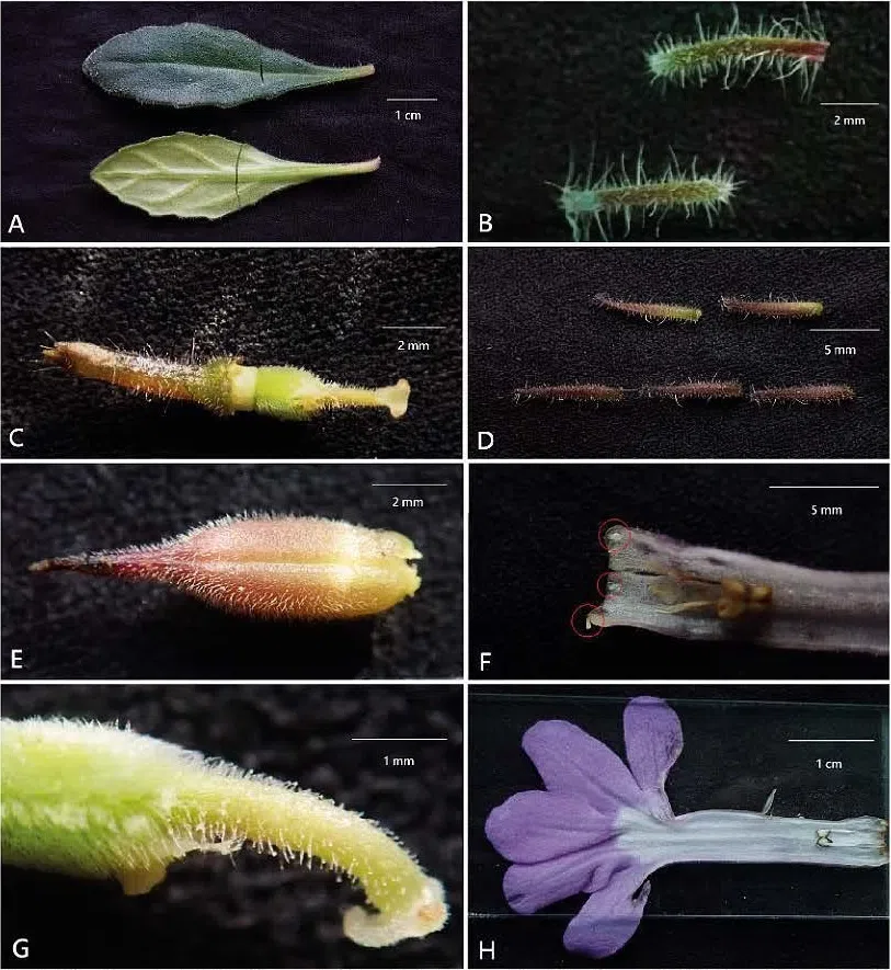 The newest published taxa and newest record of Gesneriaceae from China before 31 December 2020 (12)