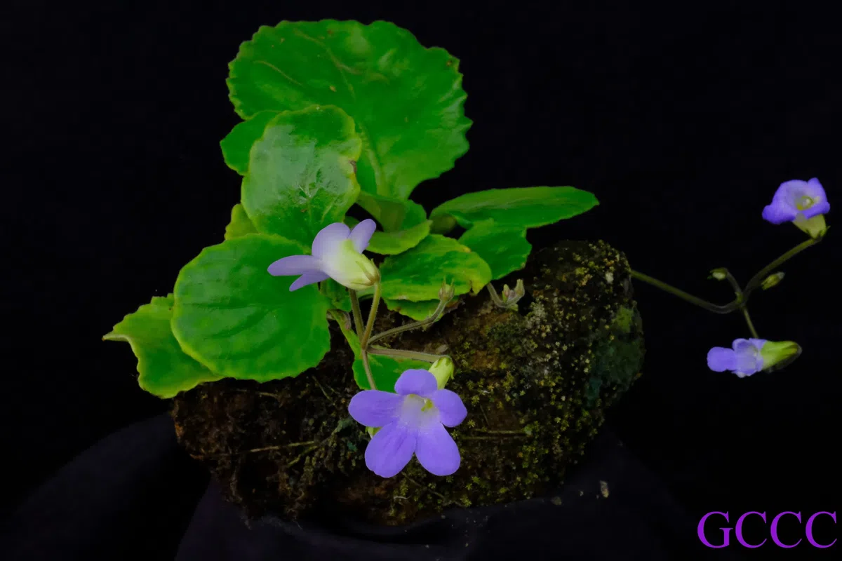 The newest published taxa and newest record of Gesneriaceae from China before 31 December 2020 (11)