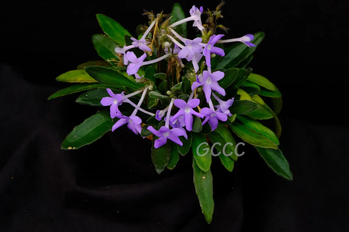 The newest published taxa and newest record of Gesneriaceae from China before 31 December 2020 (12)