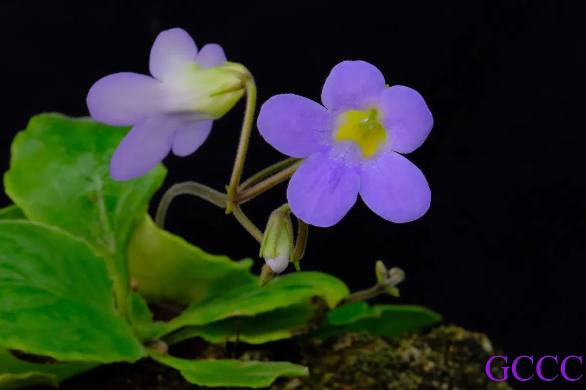 The newest published taxa and newest record of Gesneriaceae from China before 31 December 2020 (11)