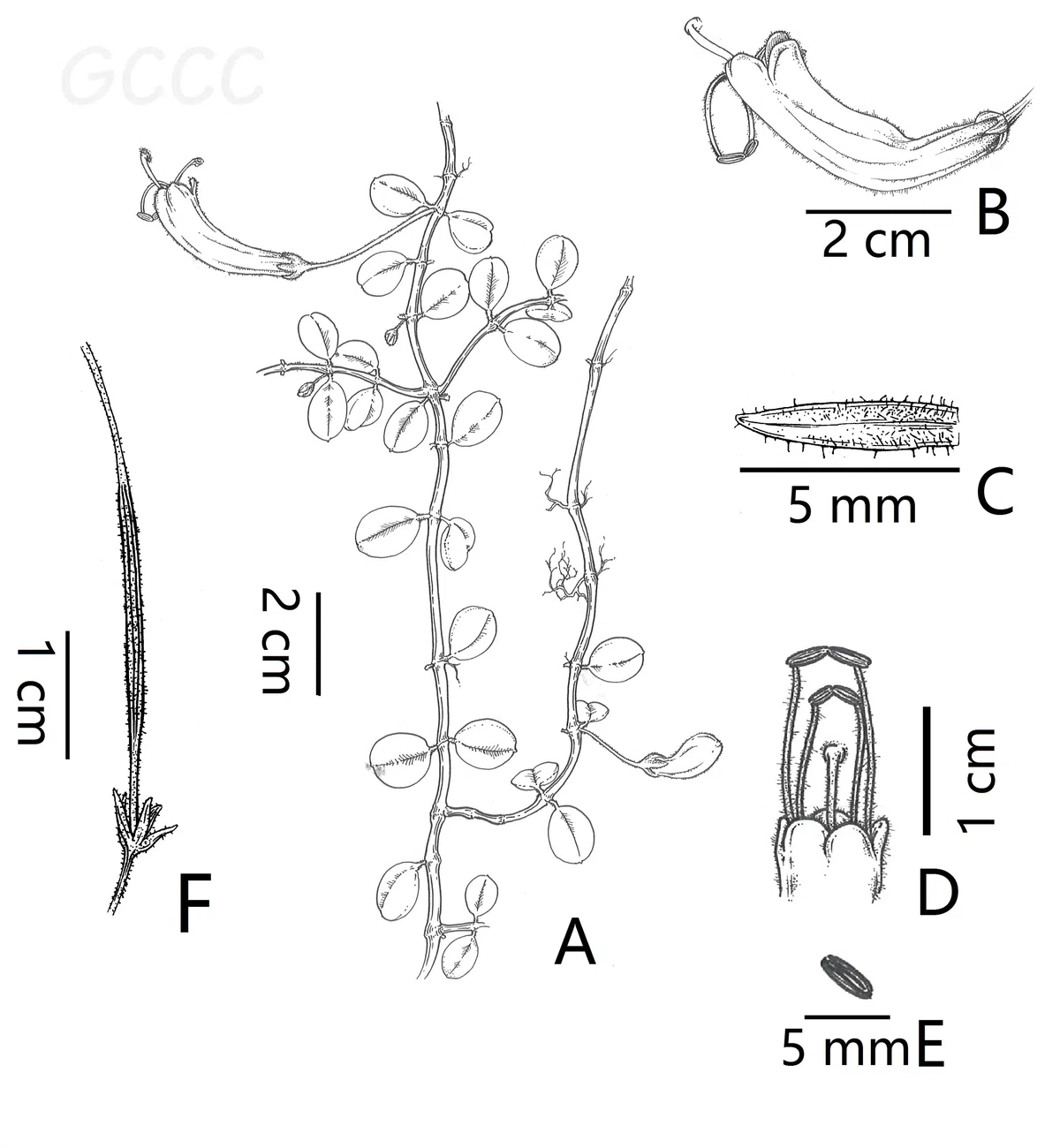 The newest published taxa and newest record of Gesneriaceae from China before 31 December 2020 (13)