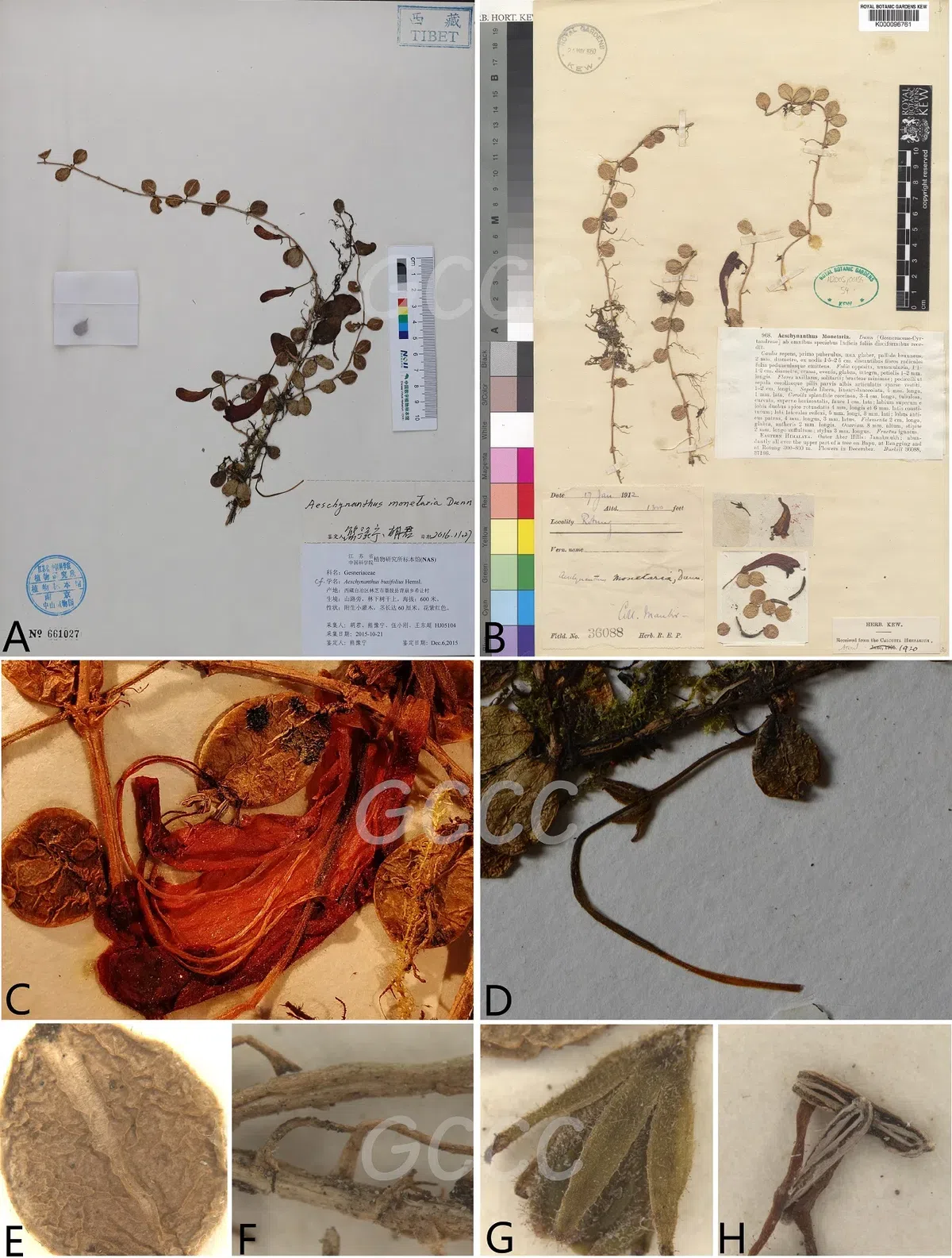 The newest published taxa and newest record of Gesneriaceae from China before 31 December 2020 (13)