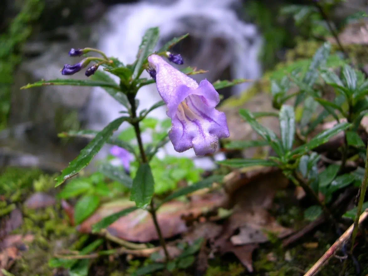 专家带你认类群——苦苣苔科植物的大世界（上）