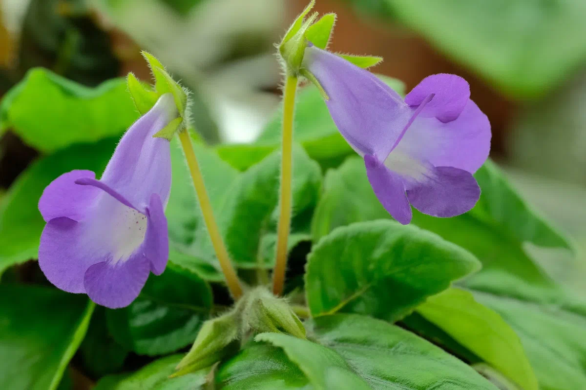 专家带你认类群——苦苣苔科植物的大世界（上）