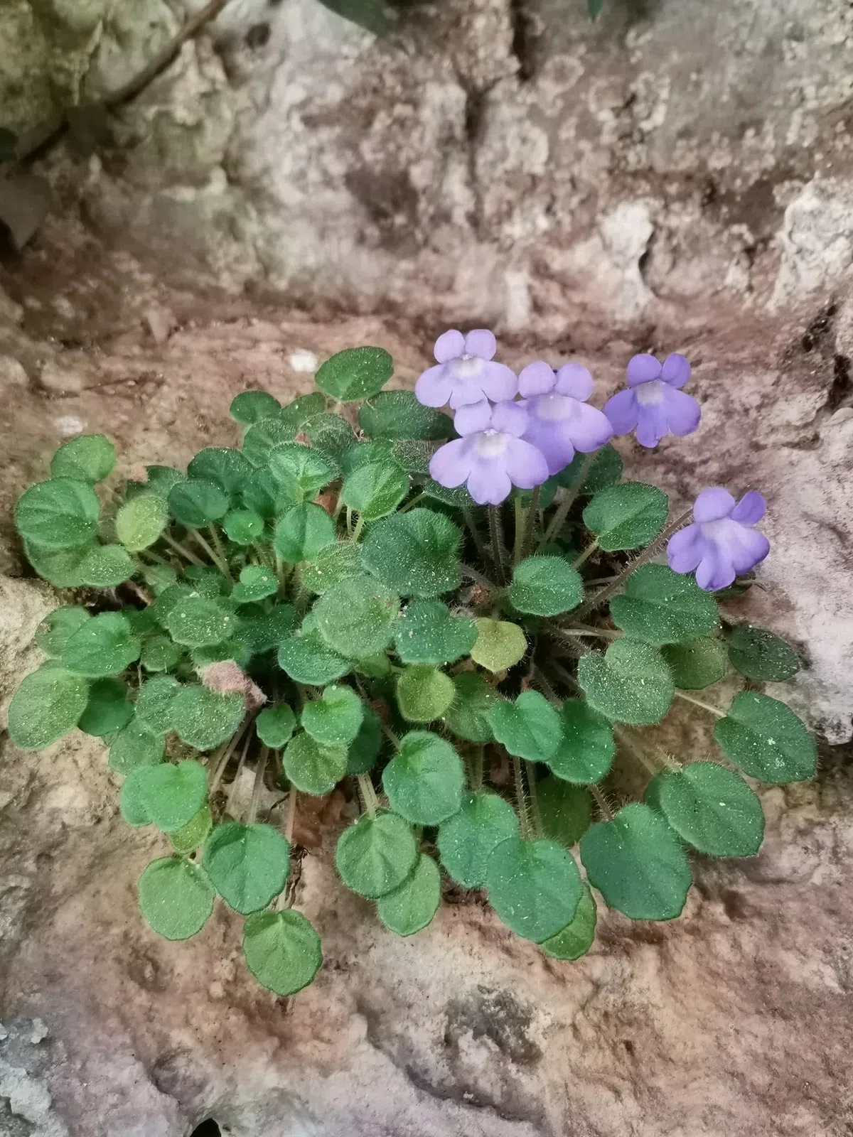 专家带你认类群——苦苣苔科植物的大世界（上）