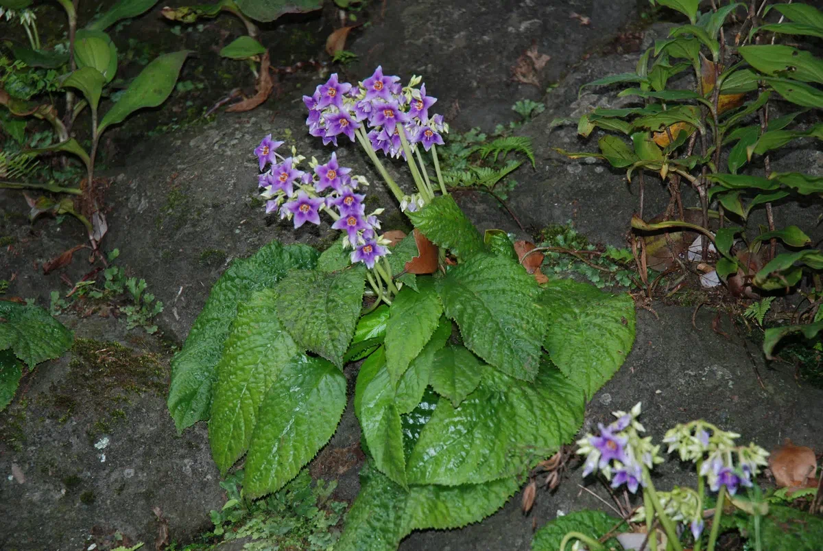 专家带你认类群——苦苣苔科植物的大世界（上）