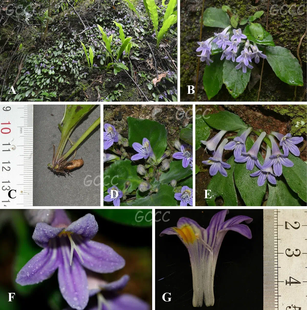 The newest published taxa and newest record of Gesneriaceae from China before 31 December 2020 (15)