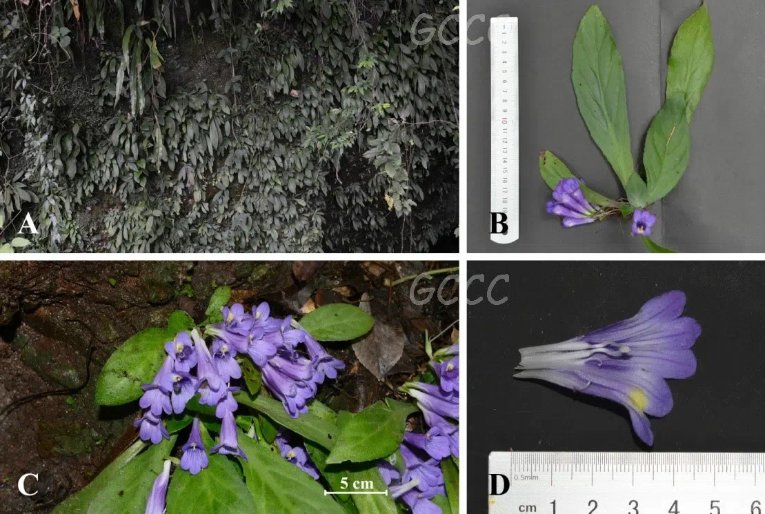 The newest published taxa and newest record of Gesneriaceae from China before 31 December 2020 (15)