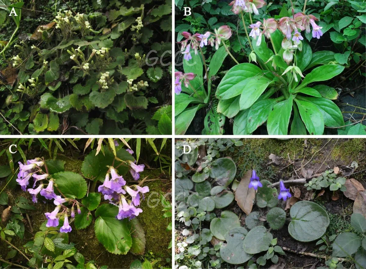 The newest published taxa and newest record of Gesneriaceae from China before 31 December 2020 (15)