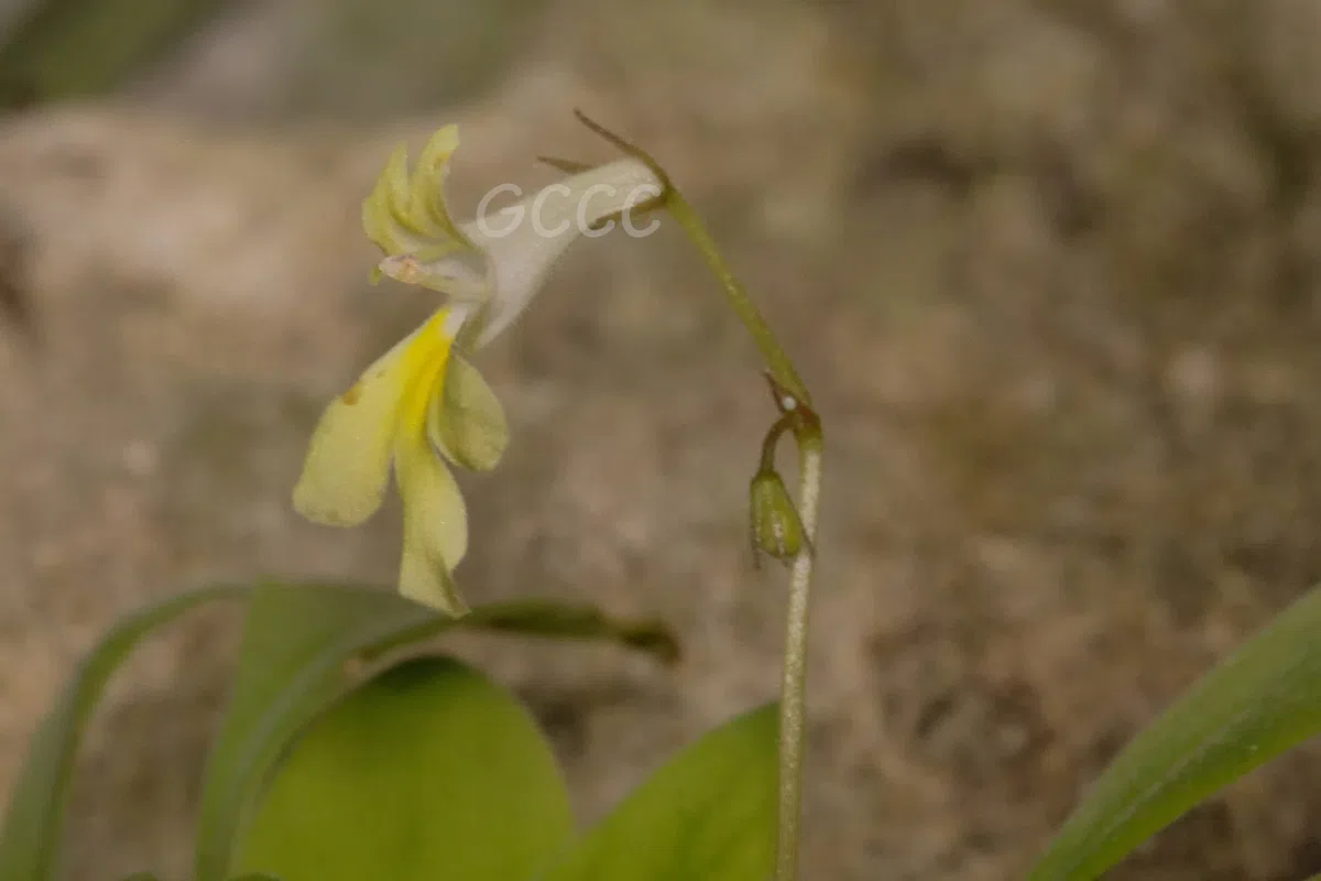 The newest published taxa and newest record of Gesneriaceae from China before 31 December 2020 (14)