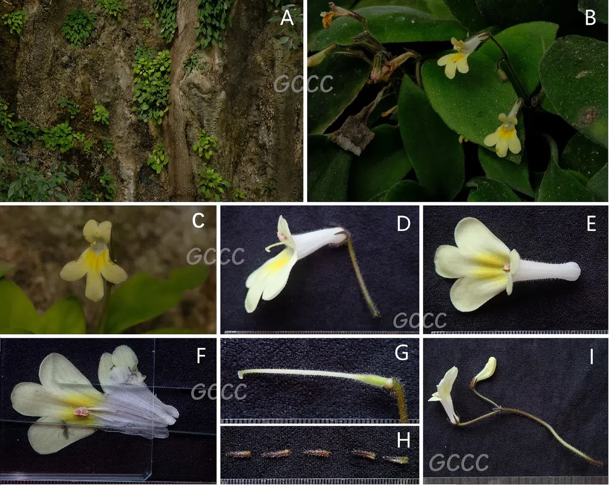 2020年度发表的苦苣苔科植物新种、新分类群和分布新记录（14）