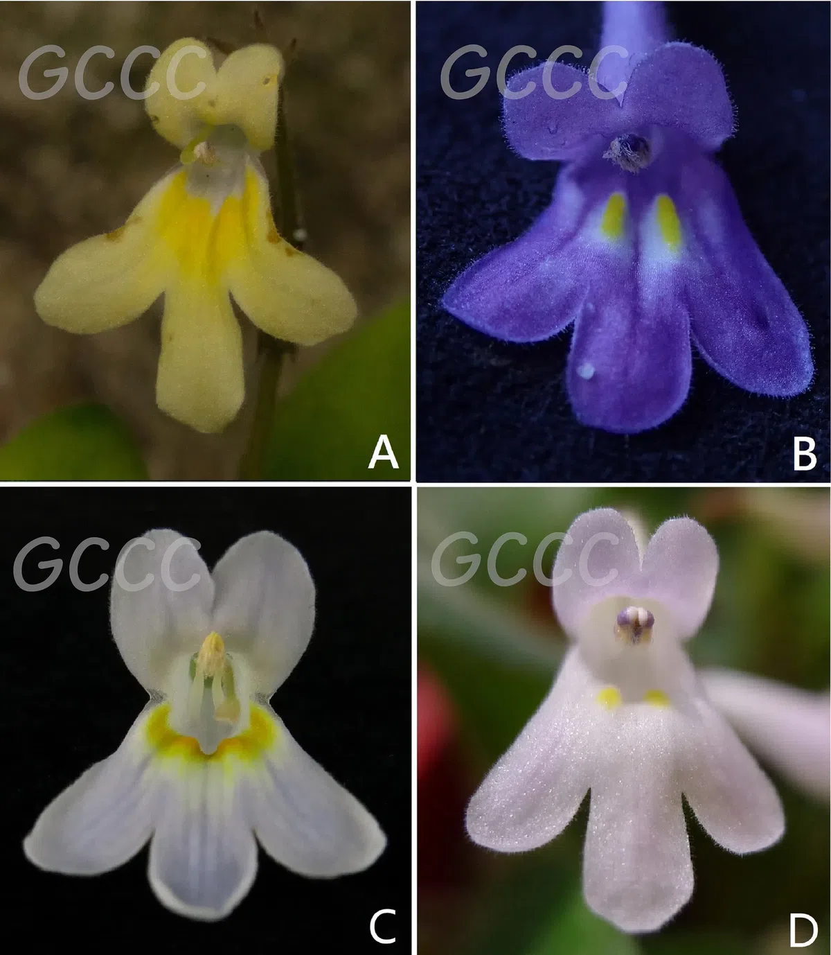 The newest published taxa and newest record of Gesneriaceae from China before 31 December 2020 (14)