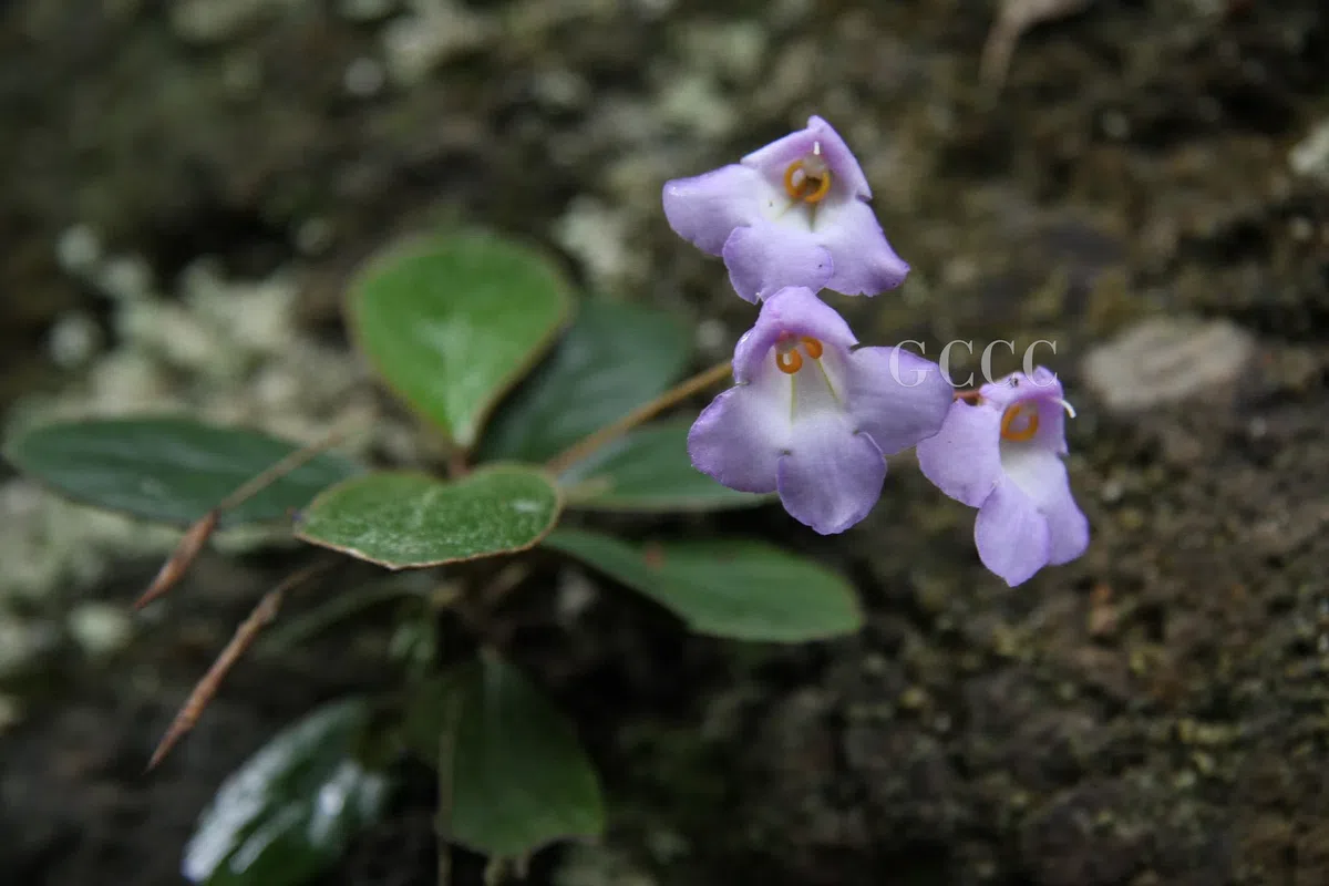 The newest published taxa and newest record of Gesneriaceae from China before 31 December 2020 (17)