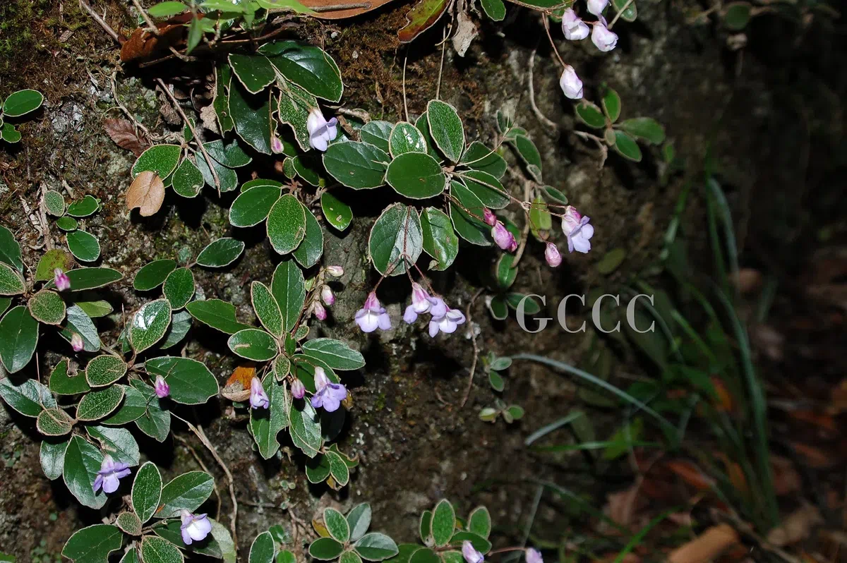 The newest published taxa and newest record of Gesneriaceae from China before 31 December 2020 (17)