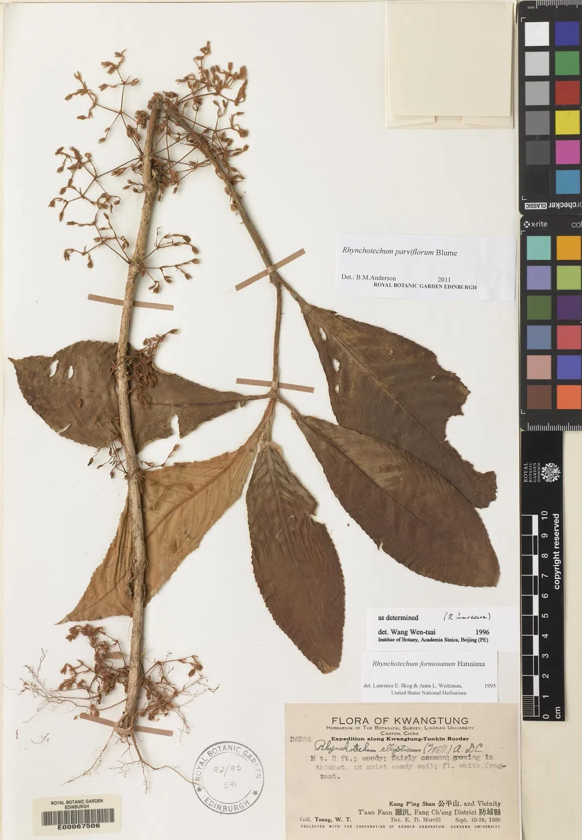 The newest published taxa and newest record of Gesneriaceae from China before 31 December 2020 (16)