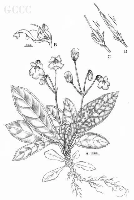 The newest published taxa and newest record of Gesneriaceae from China before 31 December 2020 (17)