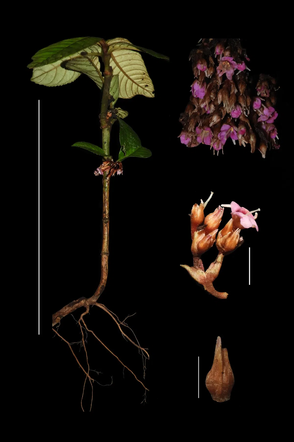 The newest published taxa and newest record of Gesneriaceae from China before 31 December 2020 (16)