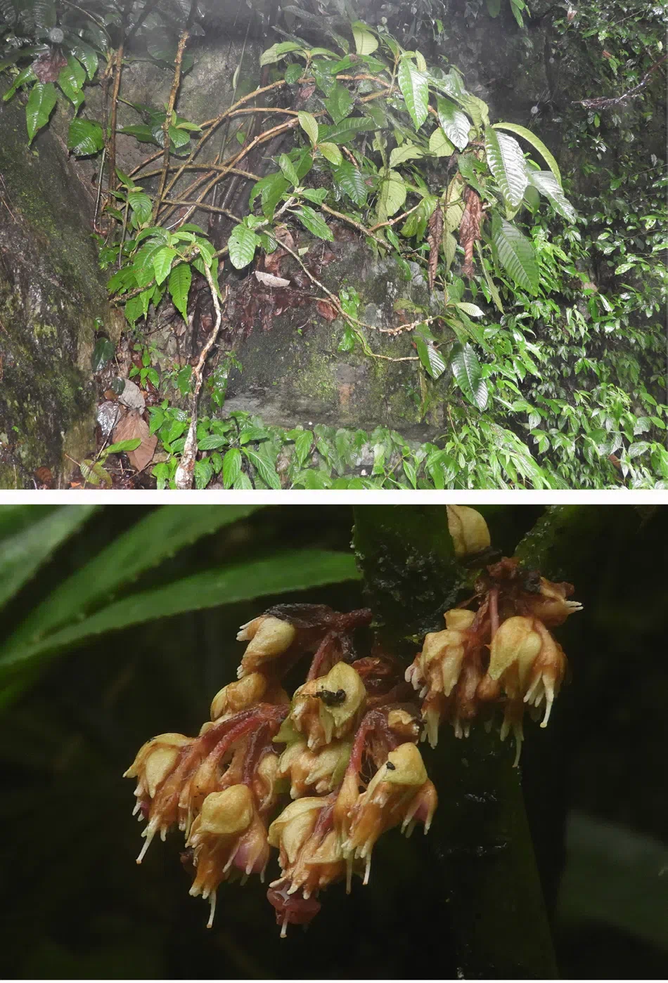 The newest published taxa and newest record of Gesneriaceae from China before 31 December 2020 (16)