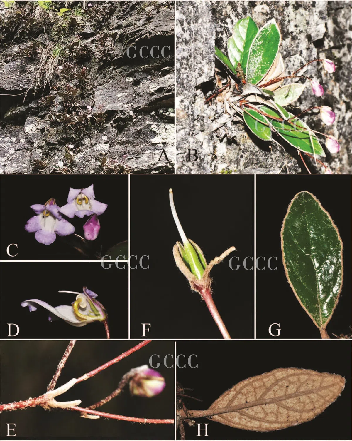 The newest published taxa and newest record of Gesneriaceae from China before 31 December 2020 (17)