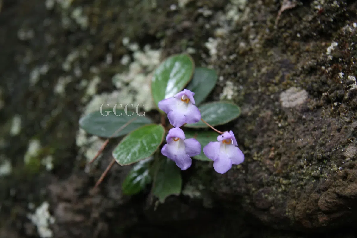 The newest published taxa and newest record of Gesneriaceae from China before 31 December 2020 (17)