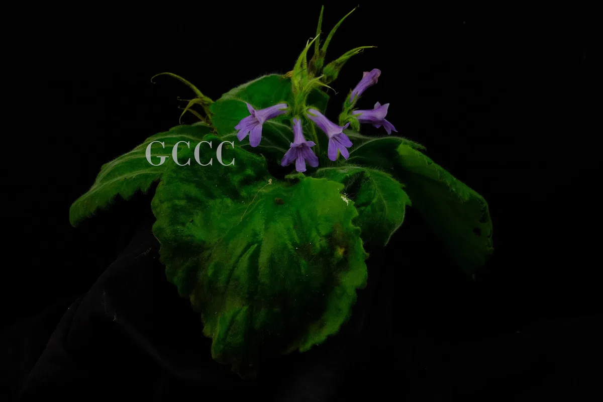 The newest published taxa and newest record of Gesneriaceae from China before 31 December 2020 (18)