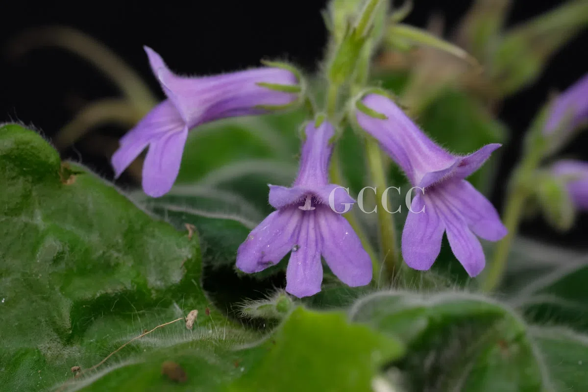 The newest published taxa and newest record of Gesneriaceae from China before 31 December 2020 (18)