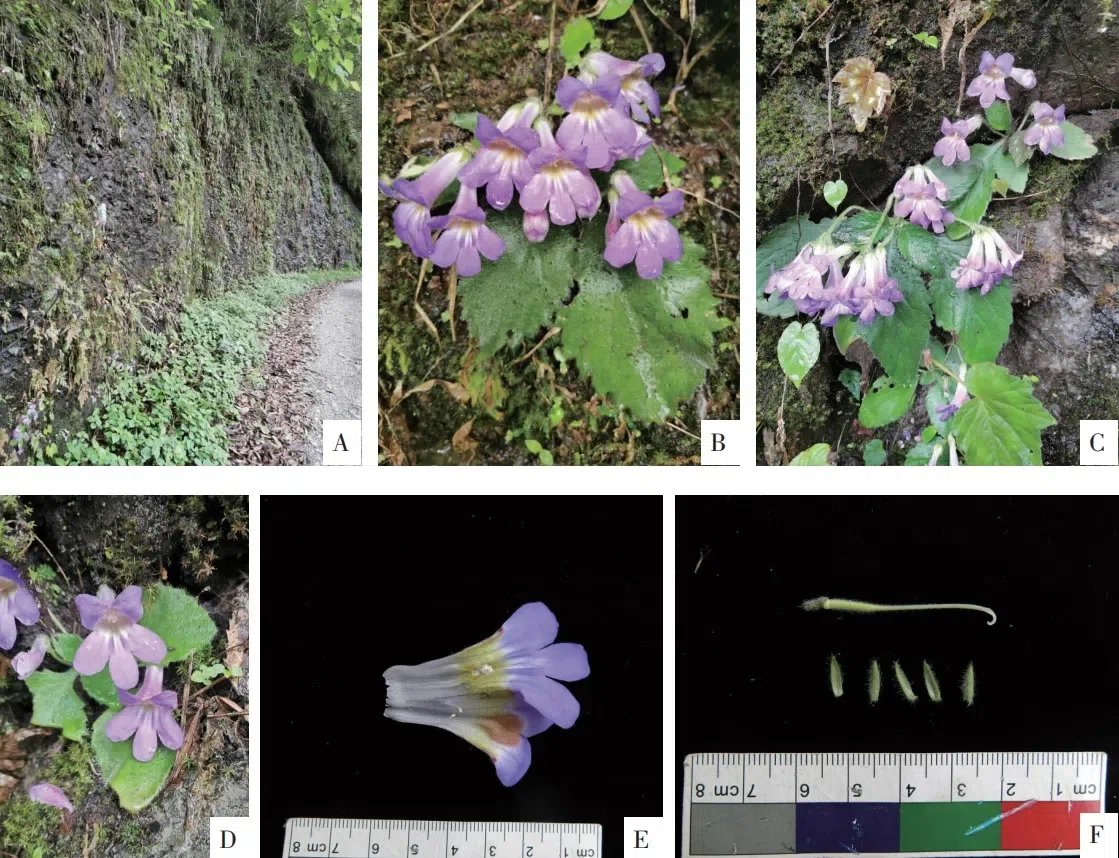 2020年度发表的苦苣苔科植物新种、新分类群和分布新记录（18）