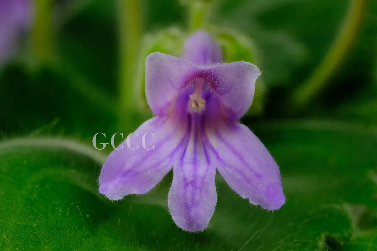 The newest published taxa and newest record of Gesneriaceae from China before 31 December 2020 (18)