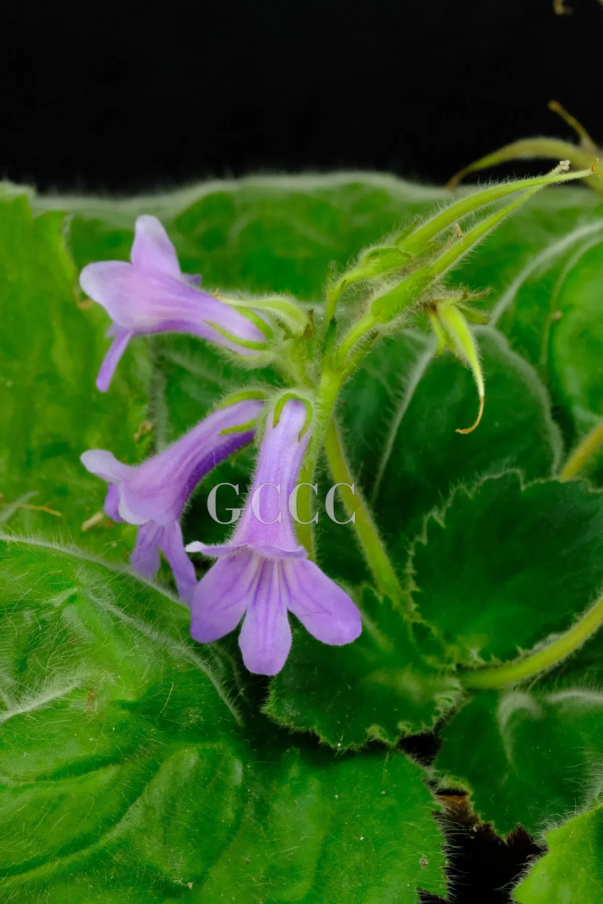 The newest published taxa and newest record of Gesneriaceae from China before 31 December 2020 (18)