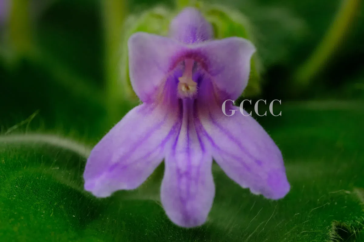 The newest published taxa and newest record of Gesneriaceae from China before 31 December 2020 (18)